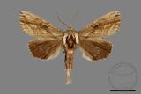 ǦW:Ramesa albistriga