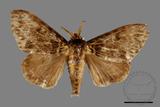 ǦW:Lymantria mathura subpallida