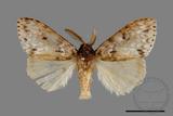 ǦW:Lymantria grisea kosemponis