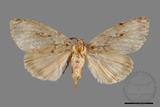 ǦW:Lymantria grisea kosemponis