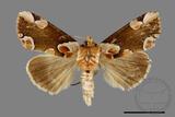 ǦW:Thyatira batis formosicola