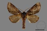 ǦW:Notodontidae sp.