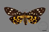 ǦW:Aglaomorpha histrio formosana