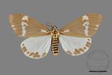 ǦW:Nyctemera arcata albofasciata