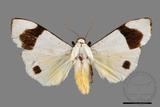 ǦW:Vamuna virlis