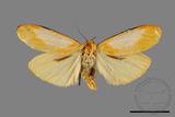 ǦW:Conilepia nigricosta paiwan