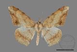 ǦW:Luxiaria mitorrhaphes