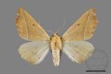 ǦW:Odontopera bilinearia subarida