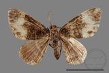 ǦW:Larentiinae sp.