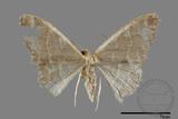 ǦW:Idaea sp.