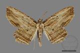 ǦW:Menophra humeraria