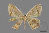 ǦW:Thinopteryx crocoptera assamensis