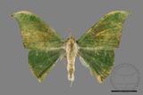 ǦW:Tanaorhinus viridiluteatus