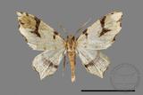 ǦW:Lobogonia aculeata