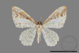 ǦW:Acolutha pulchella semifluva