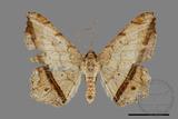 ǦW:Chiasmia ozararia