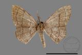 ǦW:Scopula mecysma