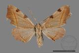 ǦW:Hypochrosis rufescens