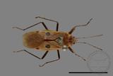 ǦW:Physopelta quadriguttata