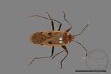 ǦW:Physopelta quadriguttata