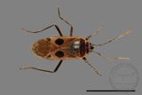 ǦW:Physopelta parviceps