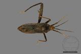 ǦW:Notobitus meleagris