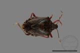 ǦW:Halyomorpha halys