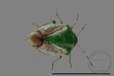 ǦW:Plautia sp.