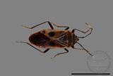 ǦW:Physopelta parviceps