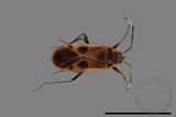 ǦW:Physopelta parviceps