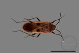 ǦW:Physopelta quadriguttata