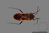 ǦW:Physopelta quadriguttata