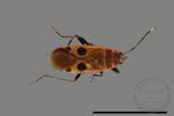 ǦW:Physopelta parviceps