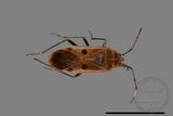 ǦW:Physopelta quadriguttata