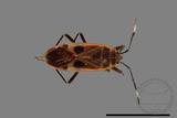 ǦW:Physopelta parviceps