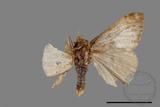 ǦW:Lymantridae sp.