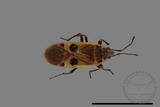 ǦW:Physopelta parviceps