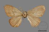 ǦW:Lymantria xylina xylina