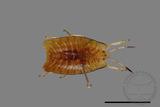 ǦW:Megarrhamphus truncatus