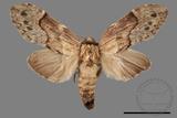 ǦW:Semidonta basalis