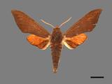 ǦW:Notodontidae Notodontidae