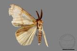 ǦW:Lymantria xylina xylina