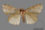 ǦW:Lymantria grisea kosemponis