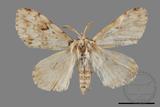 ǦW:Lymantria grisea kosemponis