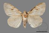 ǦW:Lymantria grisea kosemponis