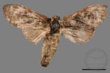 ǦW:Vaneeckeia pallidifascia centrobrunnea