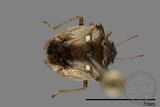 ǦW:Eysarcoris guttigerus