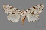 ǦW:Lymantria grisea kosemponis