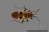 ǦW:Physopelta parviceps