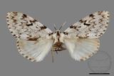 ǦW:Lymantria grisea kosemponis